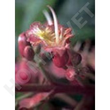Bach Flower Remedies for Animals - Red Chestnut