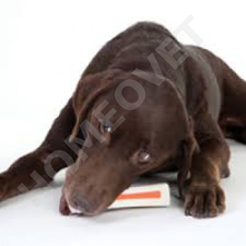 petstages beyond bone