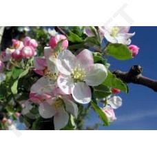 Bach Flower Remedies for Animals - Crab Apple