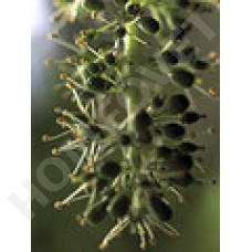Bach Flower Remedies for Animals - Vine